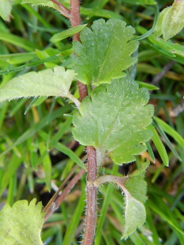 Veronica persica